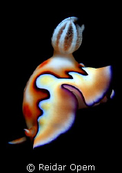 Chromodoris Koi 
 by Reidar Opem 